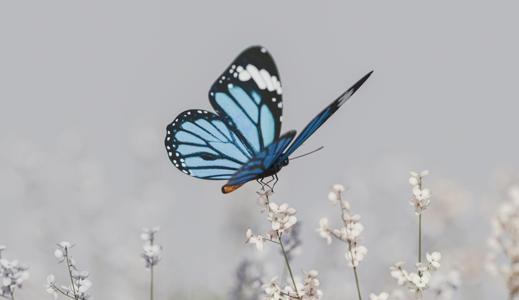 Ein blauer Schmetterling mit schwarzer und weißer Zeichnung sitzt auf einer kleinen weißen Blume und verkörpert das sanfte Gleichgewicht und die Harmonie, die Picosana und Gesundheit vor einem zarten, hellen Hintergrund anregen sollen.